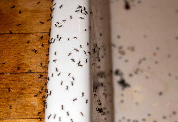 Best Pest Control Near Me  in Saukville, WI