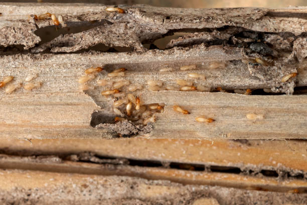 Trusted Saukville, WI Pest Control Experts